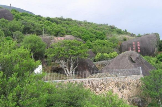 宋種一號價(jià)值為什么高，鳳凰單樅宋種1號價(jià)格與產(chǎn)量多少？