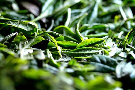 荒野銀針市場(chǎng)價(jià)多少，真正的荒野白毫銀針多少錢(qián)？