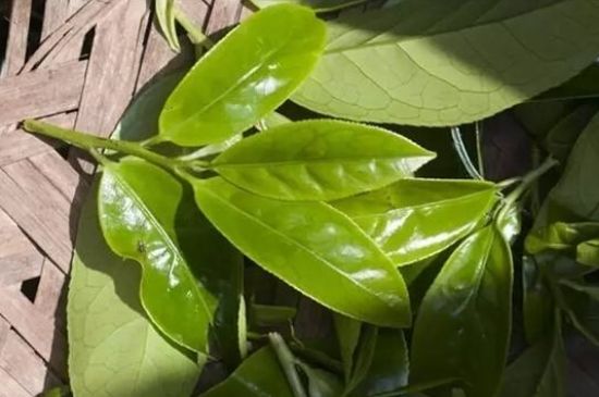 鴨屎香茶哪些人不能飲，什么人不能喝鴨屎香