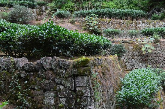 拼配的馬頭巖肉桂，還配叫馬肉嗎？請叫它“馬頭巖大紅袍”