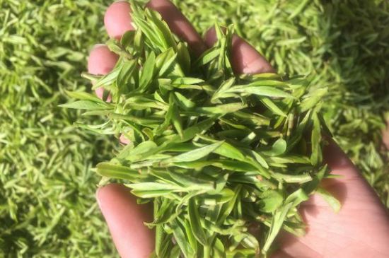 龍井好喝還是毛尖好喝，綠茶是龍井好還是毛尖好？