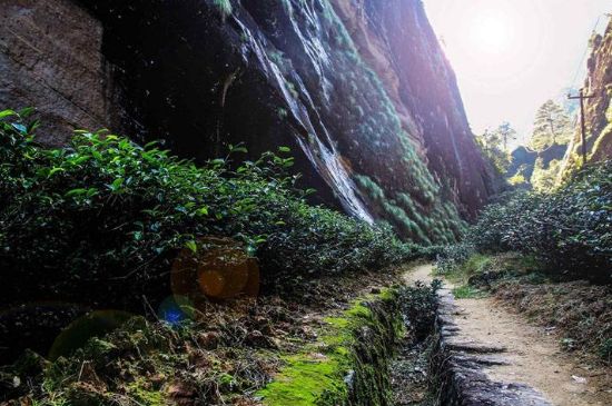 肉桂茶和大紅袍哪個貴，武夷山肉桂與大紅袍的價格比較