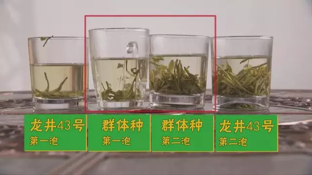 烏牛早和龍井的區(qū)別圖片，龍井43號和烏牛早茶的對比