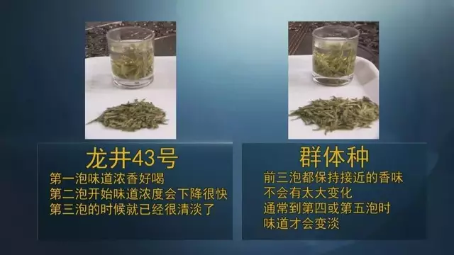 龍井群體種和43號的區(qū)別圖片，龍井43和群體種哪個好喝？
