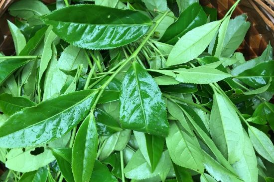 大紅袍可以放10年嗎，大紅袍放了十年能喝嗎