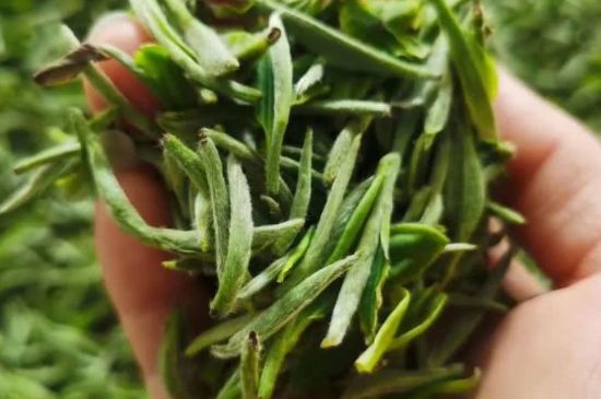 金壇雀舌算不算好茶，金壇雀舌屬于什么檔次茶葉？