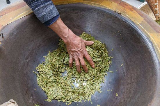 雀舌有一股青草味，雀舌為什么有青草味？