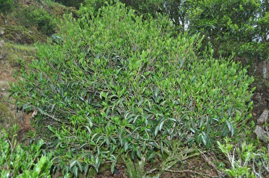 肉桂茶屬于紅茶嗎，牛欄坑肉桂是紅茶還是綠茶？