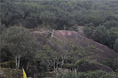 宋種一號價(jià)值為什么高，鳳凰單樅宋種1號價(jià)格與產(chǎn)量多少？