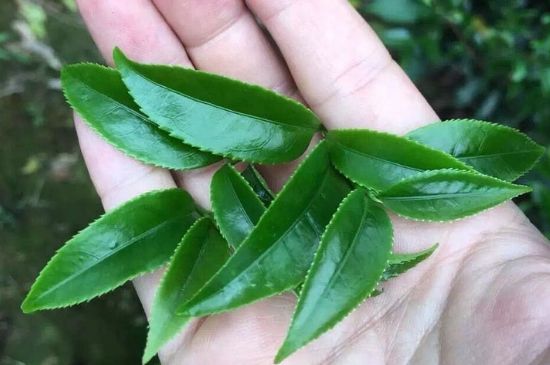 鋸朵仔跟鴨屎香哪個貴，鋸朵子和鴨屎香哪個好喝？