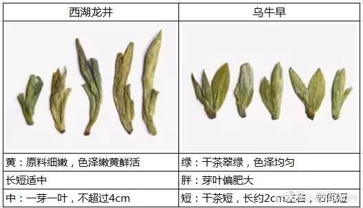 烏牛早和龍井的區(qū)別圖片，龍井43號和烏牛早茶的對比