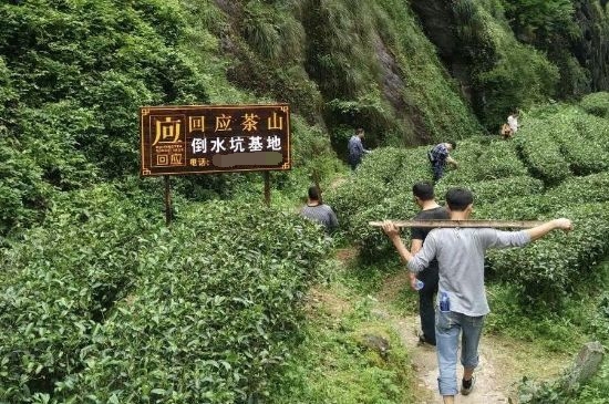 300塊錢的金駿眉能喝嗎，兩三百多金駿眉和一千多區(qū)別