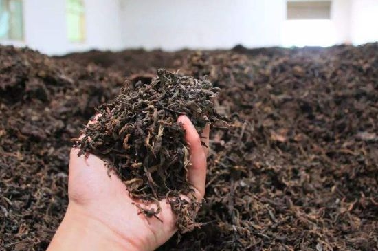 茯磚茶與普洱茶哪個(gè)好，茯茶和普洱茶口味區(qū)別