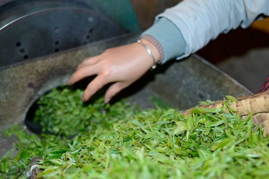 雀舌有一股青草味，雀舌為什么有青草味？