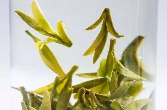 烏牛早和龍井的區(qū)別圖片，龍井43號和烏牛早茶的對比