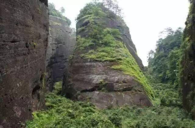 武夷山為什么盛產(chǎn)茶葉，武夷山茶為什么好喝？