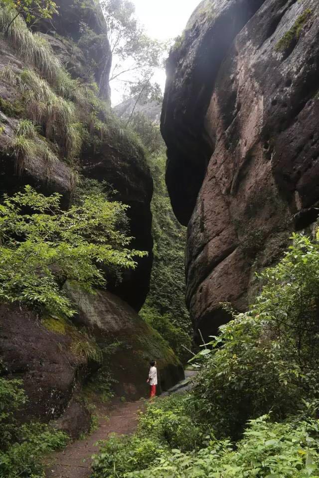 武夷山為什么盛產(chǎn)茶葉，武夷山茶為什么好喝？