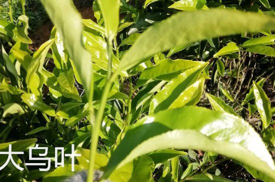 鴨屎香和大烏葉是同一種茶葉嗎，單叢大烏葉和鴨屎香有什么區(qū)別？