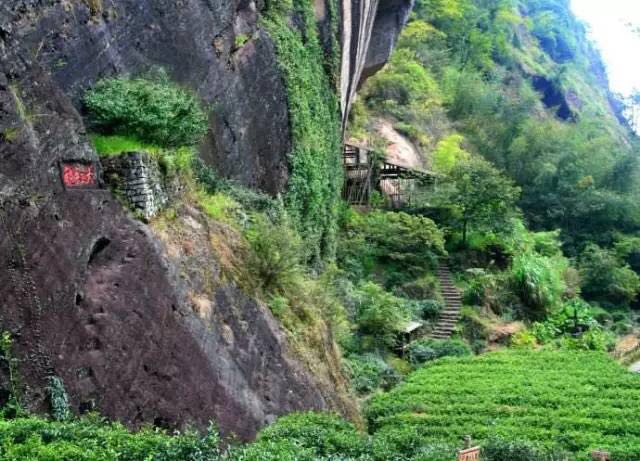 武夷山為什么盛產(chǎn)茶葉，武夷山茶為什么好喝？