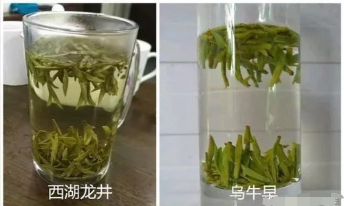 烏牛早和龍井的區(qū)別圖片，龍井43號和烏牛早茶的對比