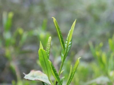 六安瓜片的功效與禁忌，六安瓜片適合什么人喝