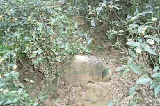 母樹大紅袍給誰喝了，為什么母樹大紅袍叫三棵六株？