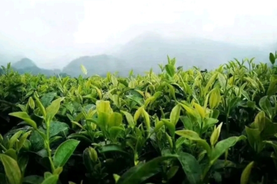 一天3杯紅茶抗癌，常飲紅茶對身體有好處！