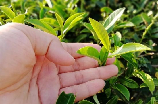 大紅袍四大品種有哪些，大紅袍的種類和著名品種特點(diǎn)介紹