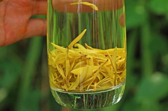 茶中奇葩黃金芽，安吉白茶中黃金芽的特點(diǎn)