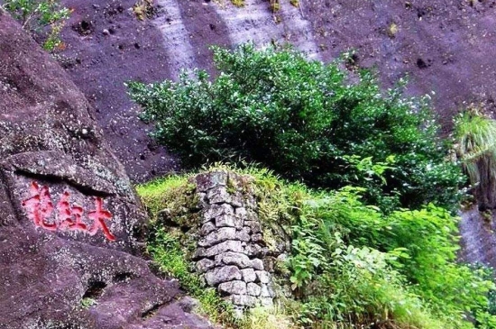 宋種一號價(jià)值為什么高，鳳凰單樅宋種1號價(jià)格與產(chǎn)量多少？
