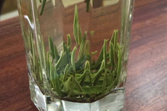 竹葉青和雀舌哪個(gè)貴，竹葉青茶貴嗎？