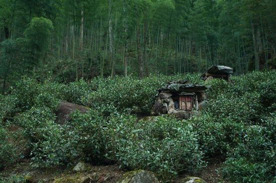 300塊錢的金駿眉能喝嗎，兩三百多金駿眉和一千多區(qū)別