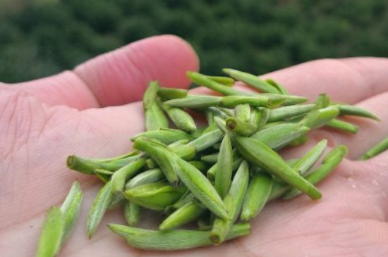 什么綠茶茶葉唇齒留香，哪個品種綠茶香氣好？