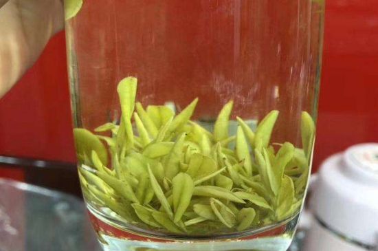 茶中奇葩黃金芽，安吉白茶中黃金芽的特點(diǎn)