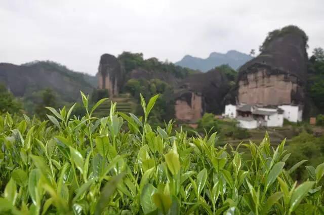 武夷山為什么盛產(chǎn)茶葉，武夷山茶為什么好喝？