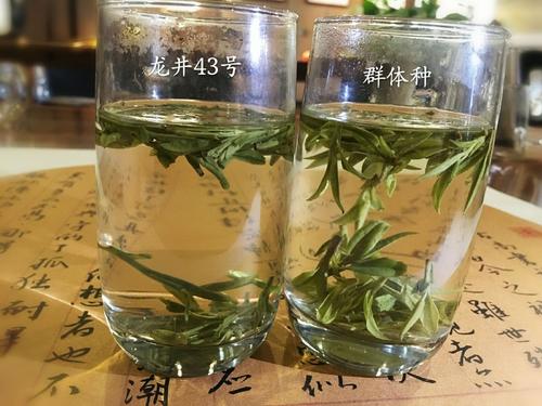 烏牛早和龍井的區(qū)別圖片，龍井43號和烏牛早茶的對比