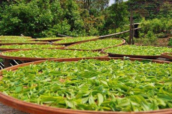 單叢茶十大香型以及常見品種大全，潮安鳳凰單樅十大名香歸類