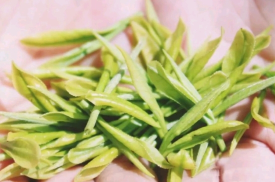 龍井是明前的好還是雨前的好，明前茶和雨前茶哪個好喝？