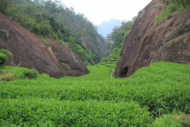 武夷山為什么盛產(chǎn)茶葉，武夷山茶為什么好喝？