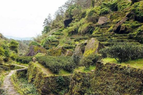肉桂茶和大紅袍哪個貴，武夷山肉桂與大紅袍的價格比較