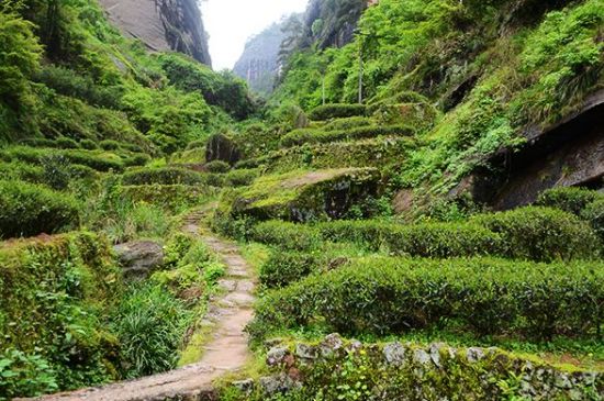 肉桂茶和大紅袍哪個貴，武夷山肉桂與大紅袍的價格比較