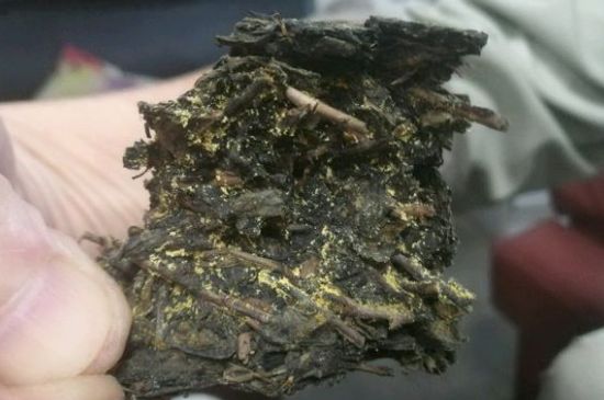 伏茶里的金花是黃曲霉素嗎，金花茯茶里的是什么菌