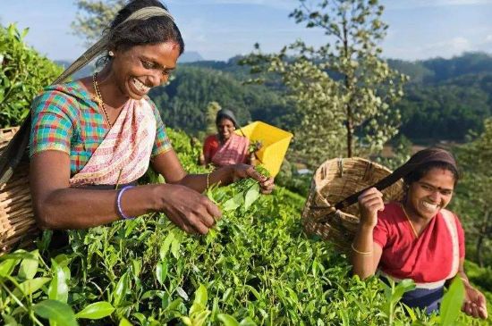 中國(guó)最好紅茶排名，中國(guó)最著名的十大紅茶