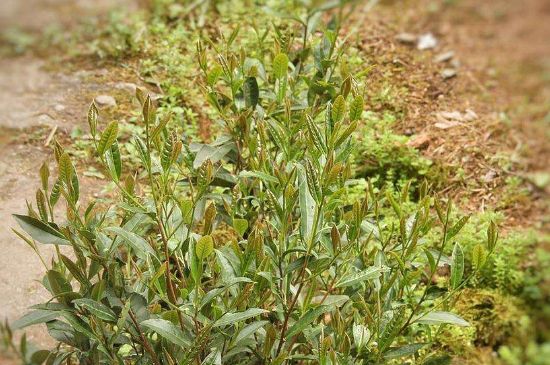 大紅袍四大品種有哪些，大紅袍的種類和著名品種特點(diǎn)介紹