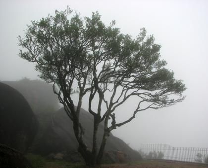 宋種一號價(jià)值為什么高，鳳凰單樅宋種1號價(jià)格與產(chǎn)量多少？