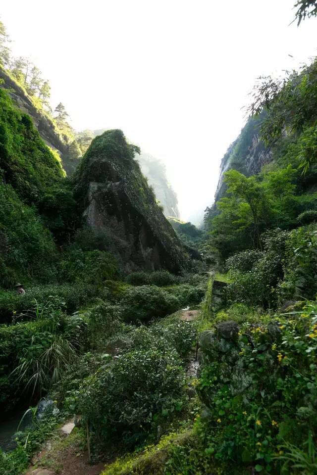 武夷山為什么盛產(chǎn)茶葉，武夷山茶為什么好喝？