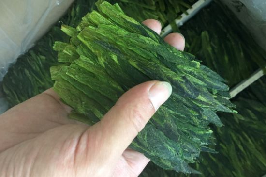 什么綠茶味道濃香，那個綠茶比較濃香？