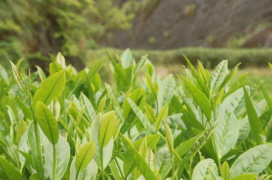 潮安鳳凰單叢十大名樅是什么，烏崠十大古樹名香品種介紹