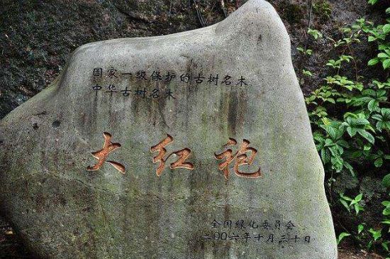 母樹大紅袍給誰喝了，為什么母樹大紅袍叫三棵六株？