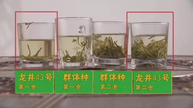 烏牛早和龍井的區(qū)別圖片，龍井43號和烏牛早茶的對比